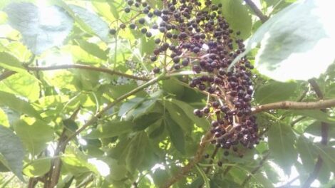 Homesteading Through the Seasons: To-Do List for August’s Elderberry Moon Image